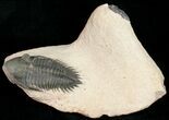 Metacanthina & Pseudocryphaeus Trilobite Association #10844-2